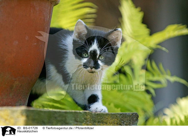 Hausktzchen / kitten / BS-01726