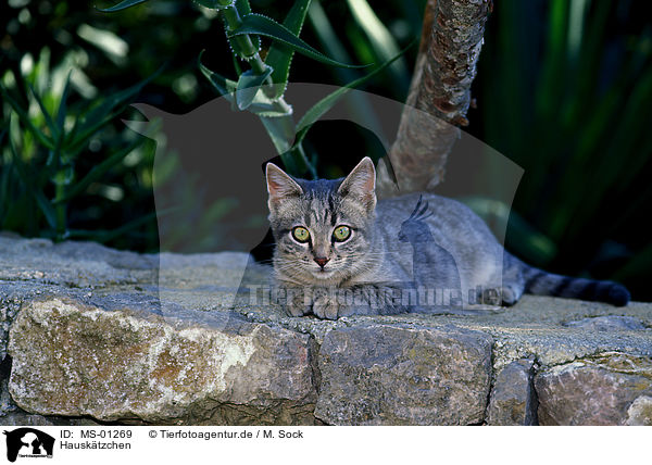 Hausktzchen / kitten / MS-01269