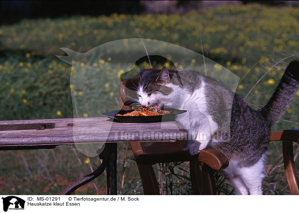 Hauskatze klaut Essen / domestic cat steals food / MS-01291