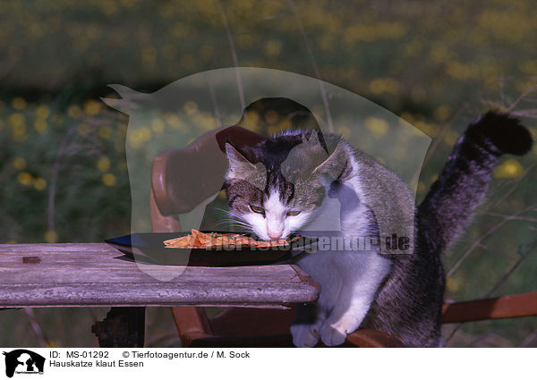 Hauskatze klaut Essen / domestic cat steals food / MS-01292