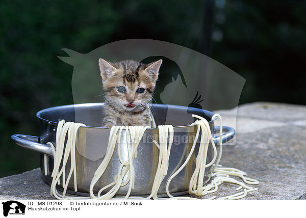 Hausktzchen im Topf / kitten in pot / MS-01298