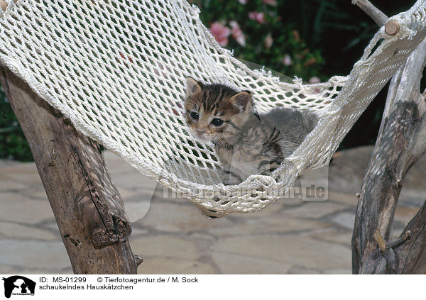 schaukelndes Hausktzchen / swinging kitten / MS-01299