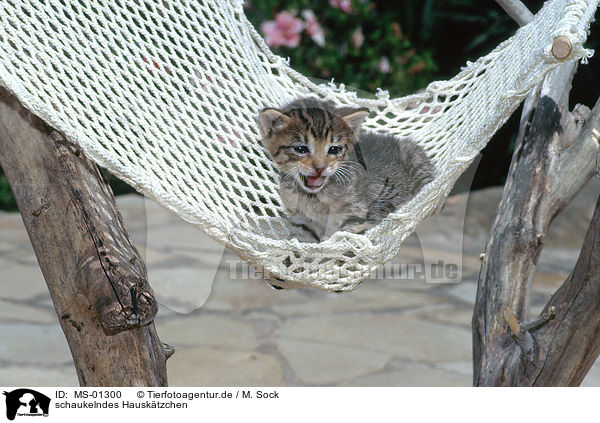 schaukelndes Hausktzchen / swinging kitten / MS-01300