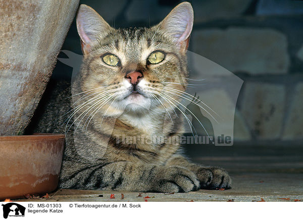 liegende Katze / lying cat / MS-01303