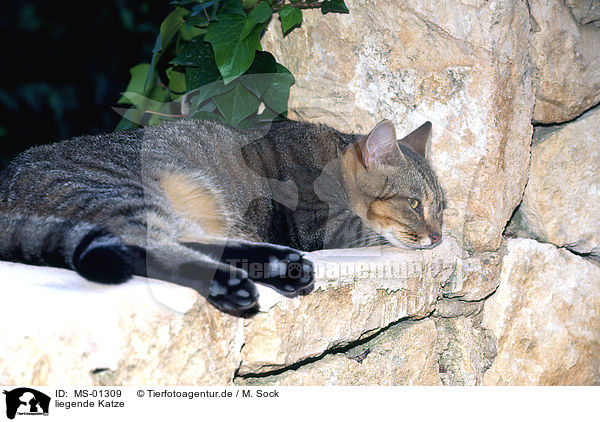 liegende Katze / lying cat / MS-01309