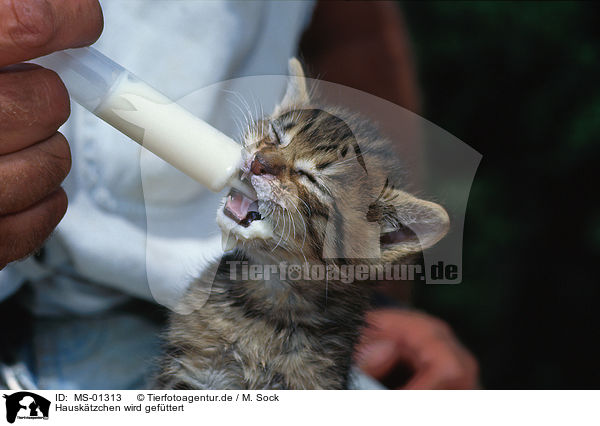 Hausktzchen wird gefttert / feeding kitten / MS-01313