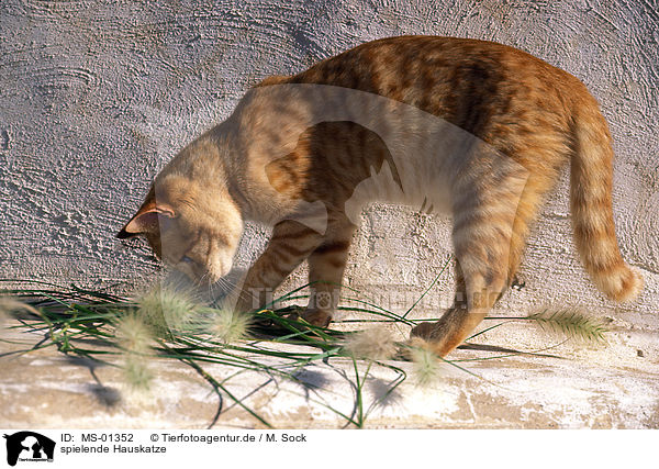 spielende Hauskatze / playing domestic cat / MS-01352