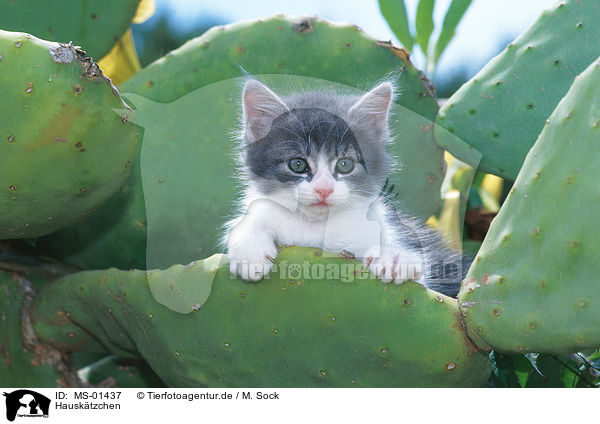 Hausktzchen / kitten / MS-01437