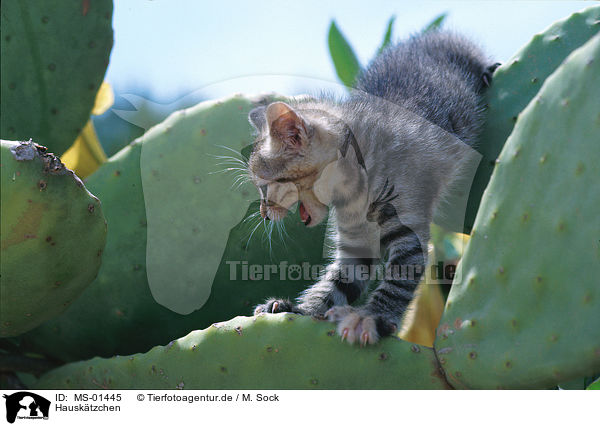 Hausk�tzchen / kitten / MS-01445