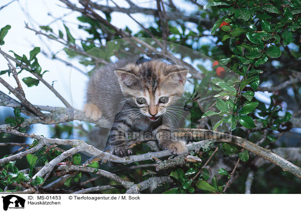 Hausk�tzchen / kitten / MS-01453