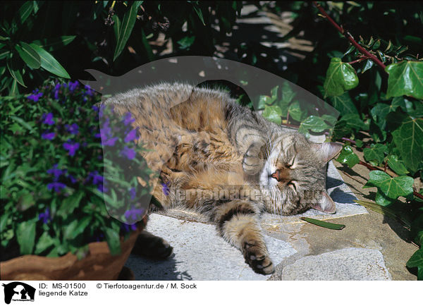 liegende Katze / lying cat / MS-01500