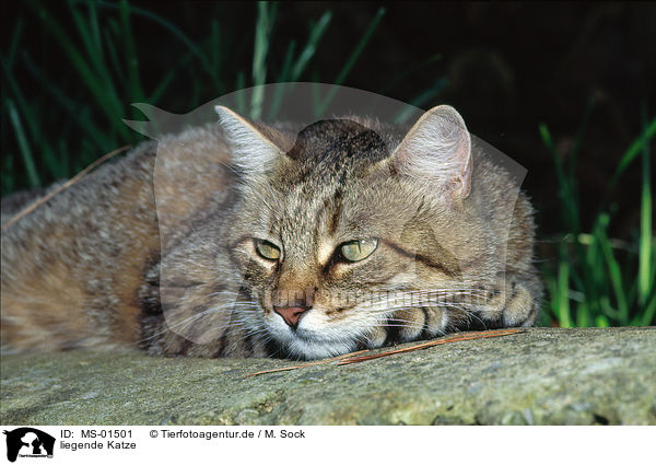 liegende Katze / lying cat / MS-01501