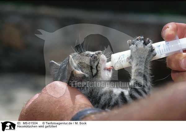 Hausktzchen wird gefttert / feeding a kitten / MS-01504