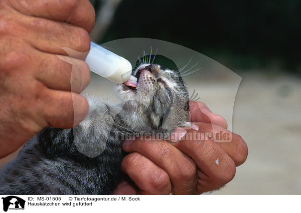 Hausktzchen wird gefttert / feeding a kitten / MS-01505