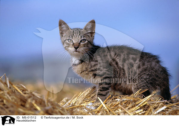 Hausktzchen / kitten / MS-01512