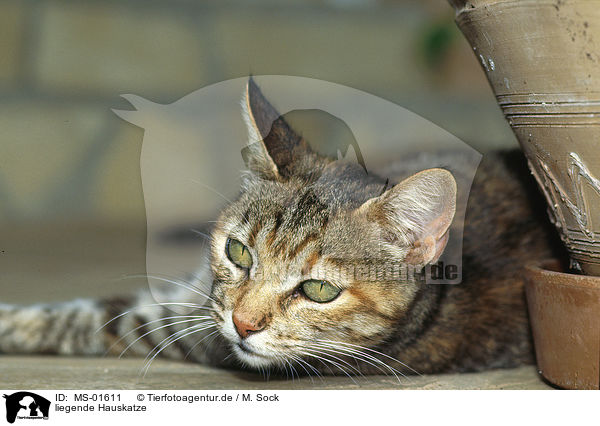 liegende Hauskatze / lying domestic cat / MS-01611