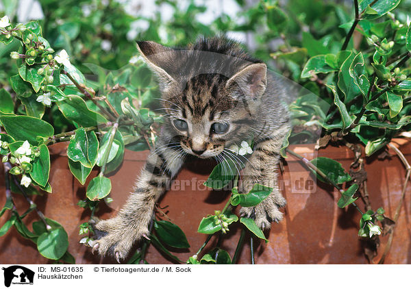 Hausktzchen / kitten / MS-01635