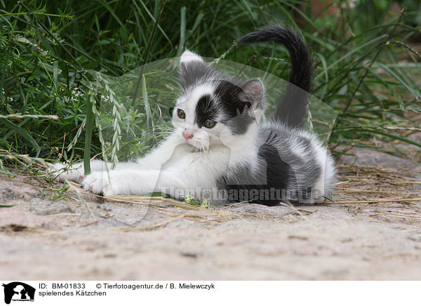 spielendes Ktzchen / playing kitten / BM-01833