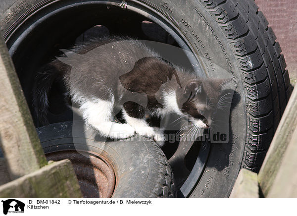 Ktzchen / kitten / BM-01842