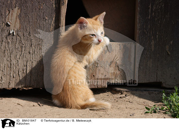 K�tzchen / kitten / BM-01847