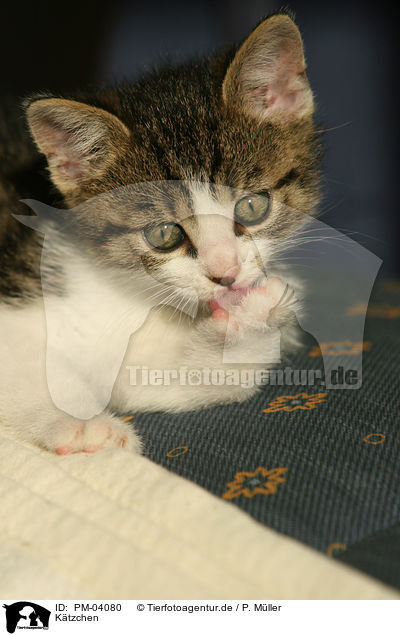 Ktzchen / kitten / PM-04080