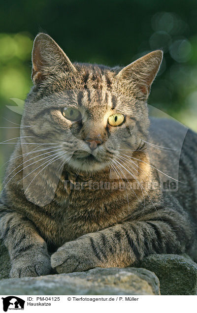 Hauskatze / domestic cat / PM-04125