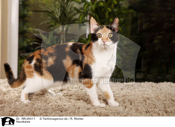 Hauskatze / domestic cat / RR-26411