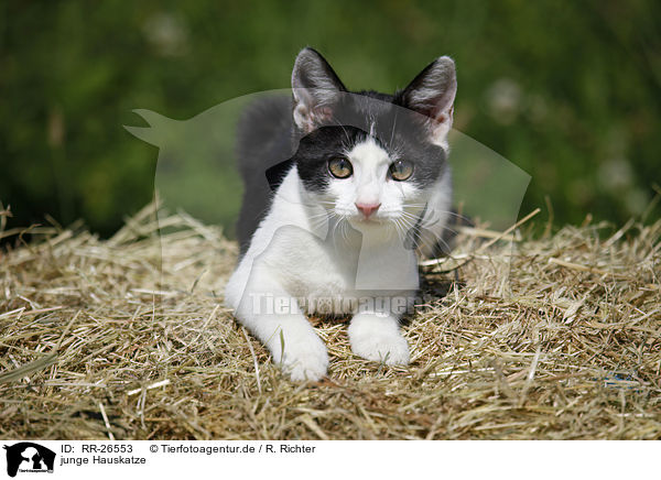 junge Hauskatze / young domestic cat / RR-26553