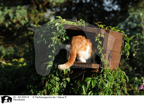 Hauskatze / domestic cat / AP-05514