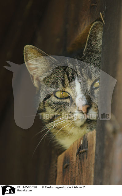Hauskatze / domestic cat / AP-05528