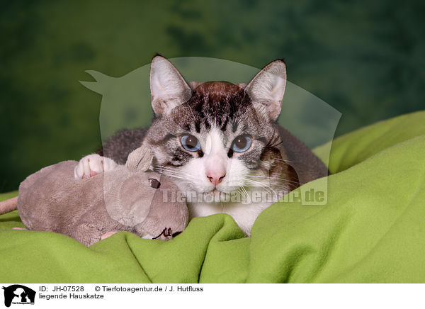 liegende Hauskatze / lying domestic cat / JH-07528