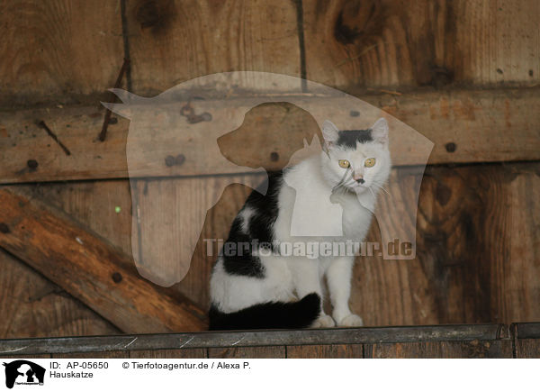 Hauskatze / domestic cat / AP-05650