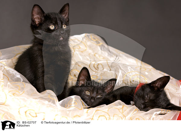 Ktzchen / kitten / BS-02707