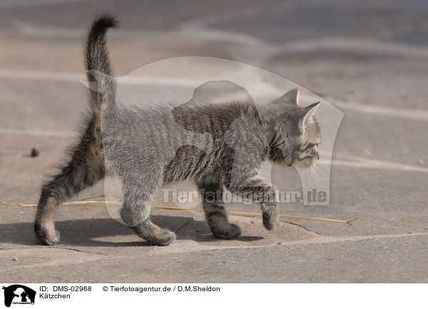 Ktzchen / kitten / DMS-02968
