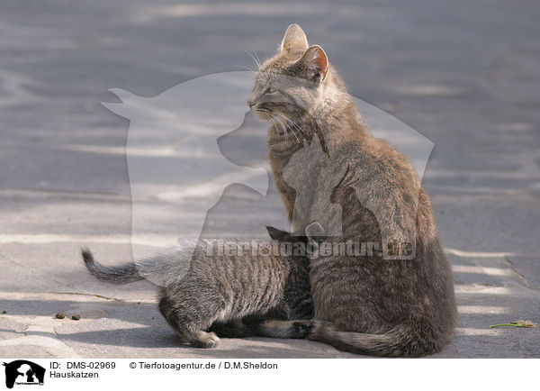 Hauskatzen / domestic cats / DMS-02969