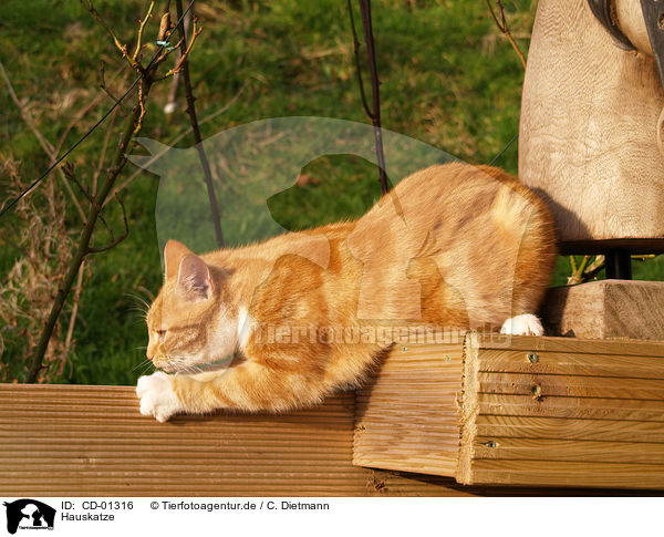 Hauskatze / domestic cat / CD-01316