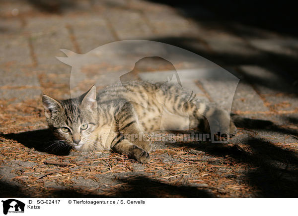 Katze / domestic cat / SG-02417