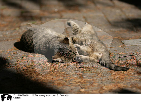 Katzen / domestic cats / SG-02418