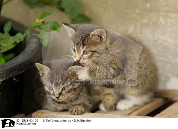 Hausktzchen / kitten / DMS-03106