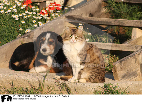 Hauskatze und Hund / cat and dog / BES-01007