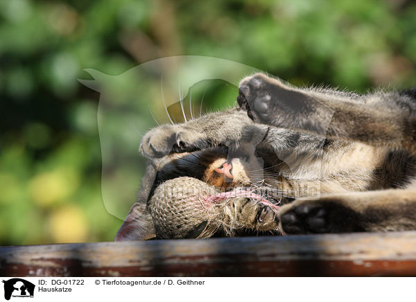 Hauskatze / domestic cat / DG-01722