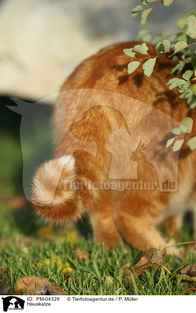 Hauskatze / domestic cat / PM-04326