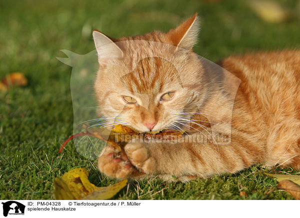 spielende Hauskatze / playing domestic cat / PM-04328
