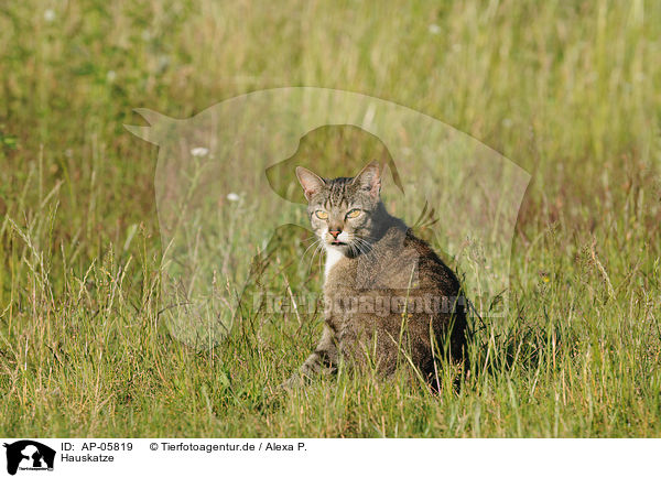 Hauskatze / domestic cat / AP-05819