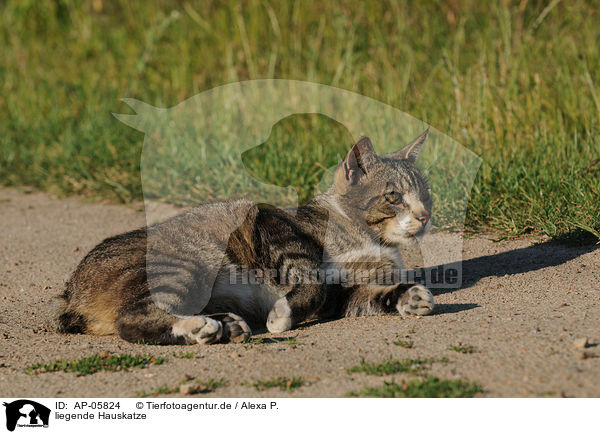 liegende Hauskatze / lying domestic cat / AP-05824