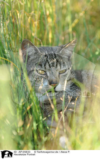 Hauskatze Portrait / domestic cat portrait / AP-05833