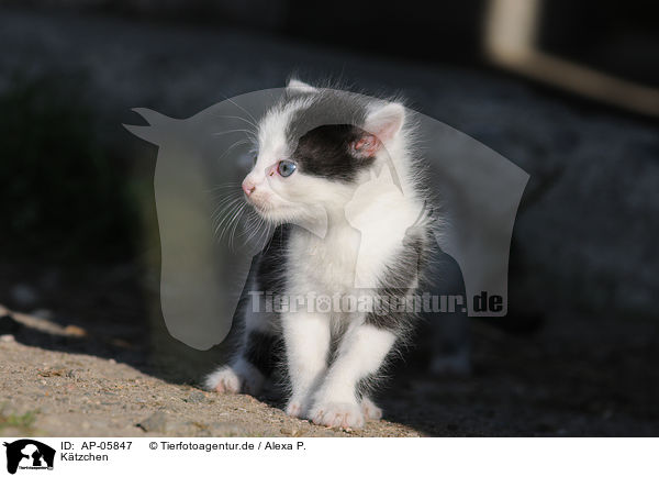 Ktzchen / kitten / AP-05847