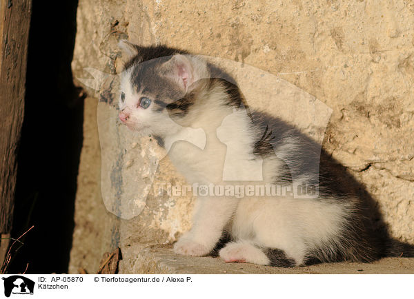Ktzchen / kitten / AP-05870