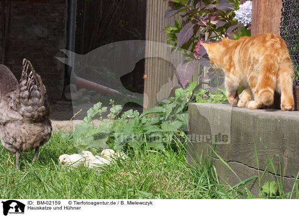Hauskatze und Hhner / domesitic cat and chicken / BM-02159