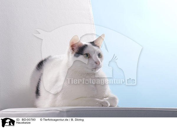 Hauskatze / domestic cat / BD-00780